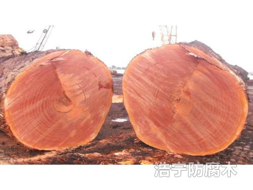 澳洲山樟木原木